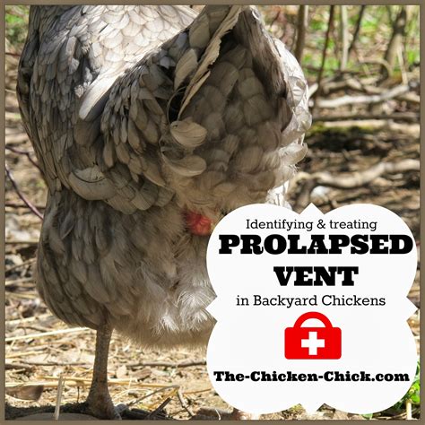 Pictures of vent gleet in chickens Search titles only By: Search Advanced search…Your hen appears to be in the process of prolapsing